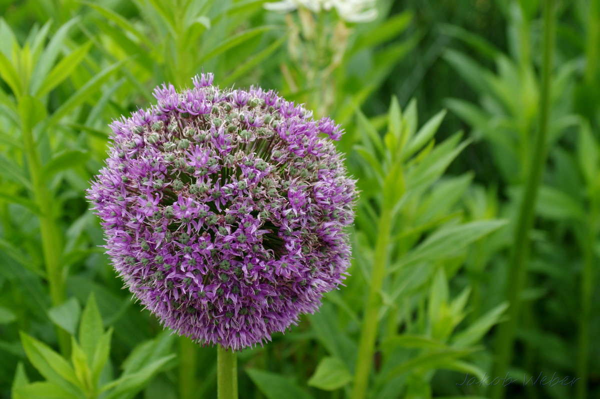 Purple Sensation ����� ���� ����� �� PhotoGeek.ru #������ ��� ������� #����� �������������� #������
