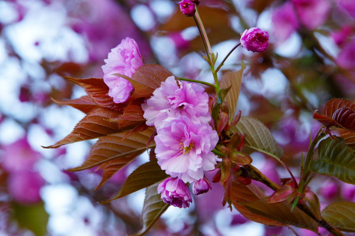 Rosabueten ����� ���� ����� �� PhotoGeek.ru #������ ��� ������� #����� �������������� #������