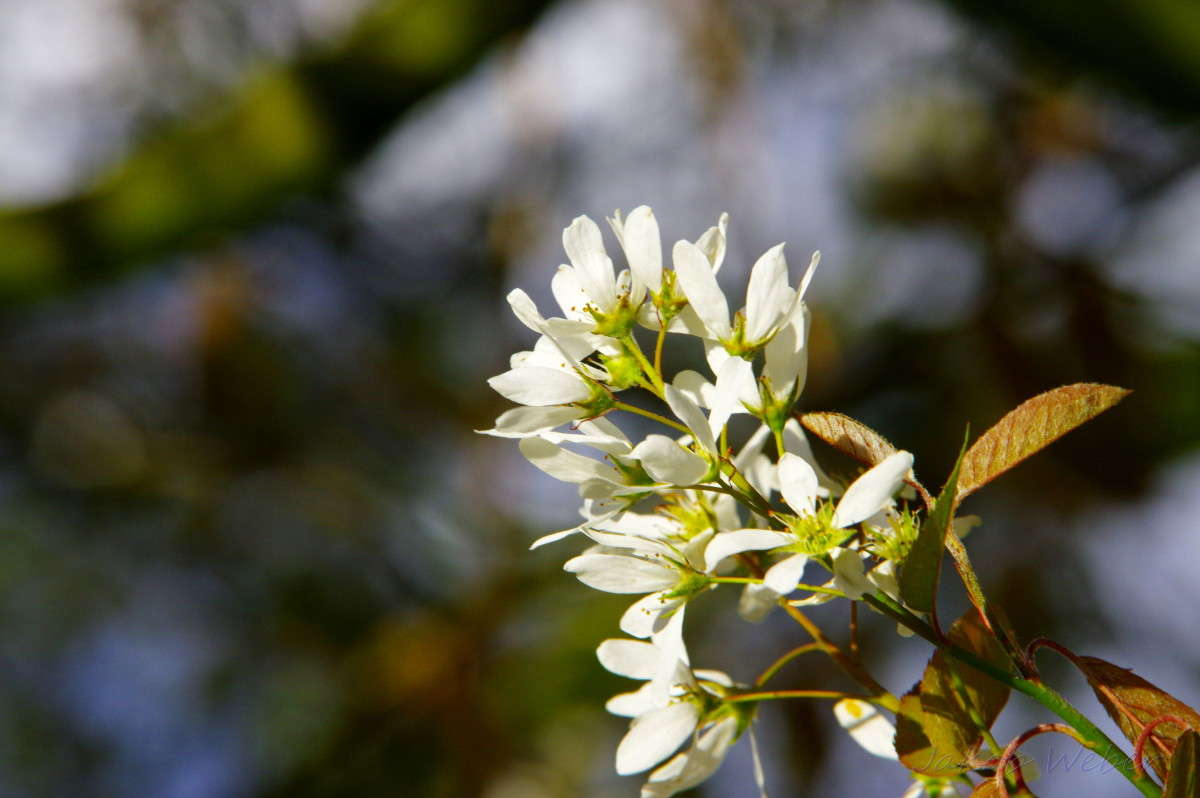Amelanchier ����� ���� ����� �� PhotoGeek.ru #������ ��� ������� #����� �������������� #������