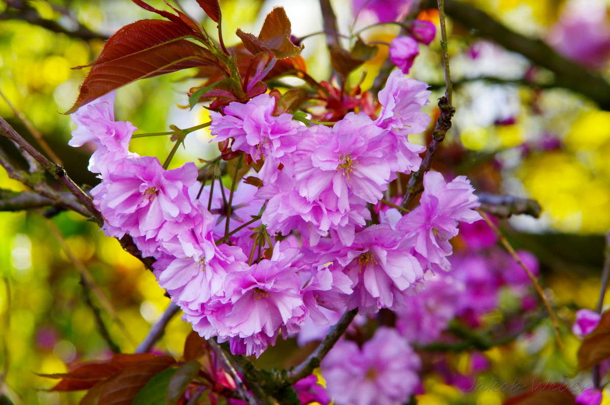 Japanische Bluetenkirsche ����� ���� ����� �� PhotoGeek.ru #������ ��� ������� #����� �������������� #������