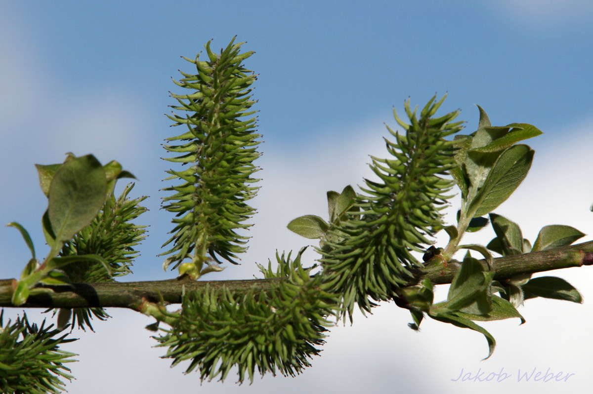 ������� �� �����. ����� ���� ����� �� PhotoGeek.ru #������ ��� ������� #����� �������������� #������