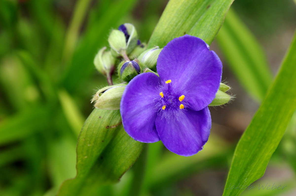 Tradescantia virginiana. Dreimasterblumen. ������������ ����������. ����� ���� ����� �� PhotoGeek.ru #������ ��� ������� #����� �������������� #������