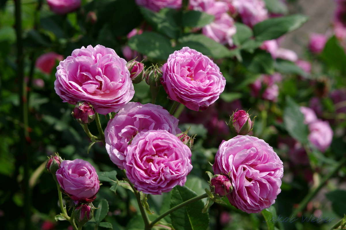 Rosen ����� ���� ����� �� PhotoGeek.ru #������ ��� �������