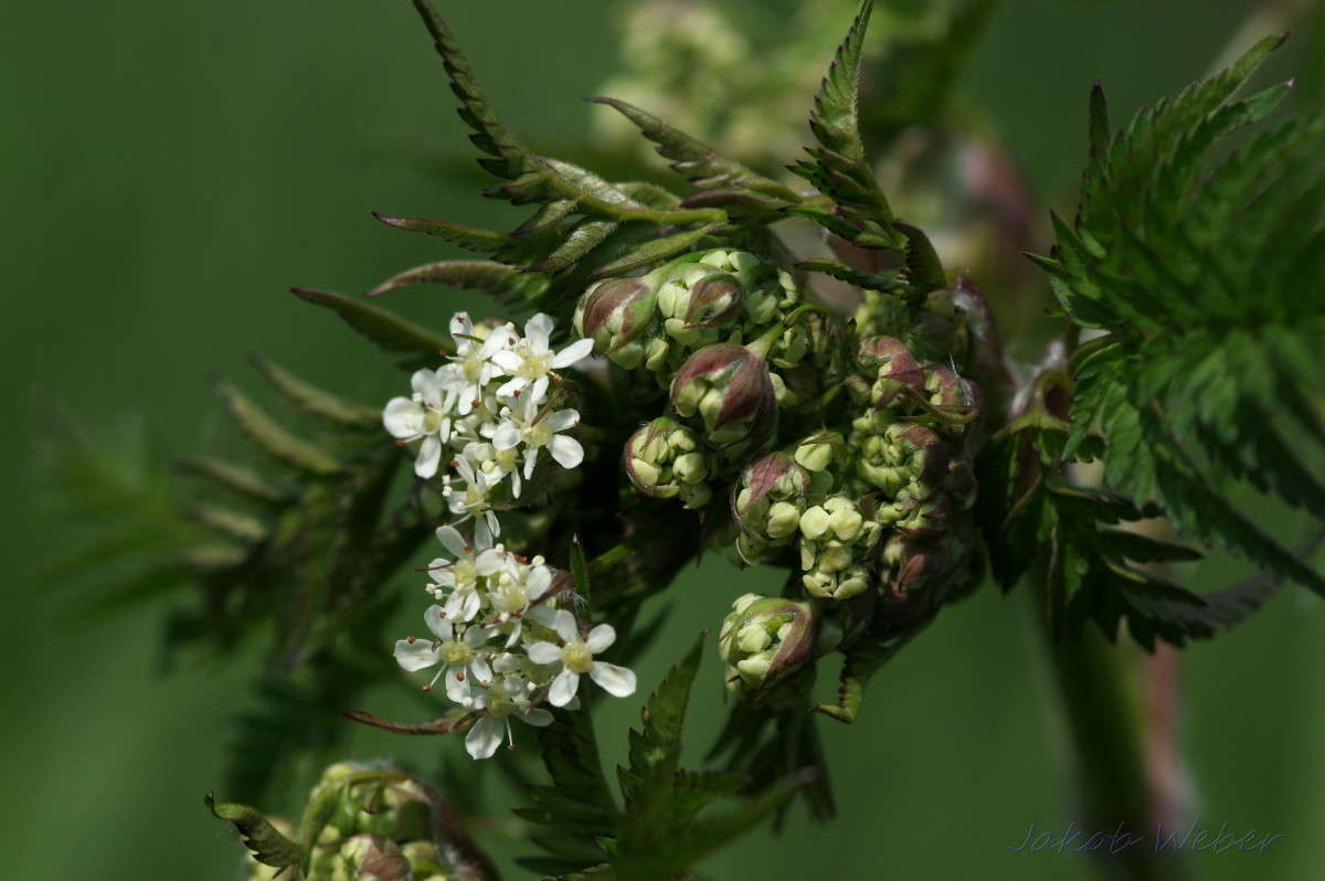 Heracleum ����� ���� ����� �� PhotoGeek.ru #����� #������ ��� ������� #�������� ���������� #����� �������������� #������