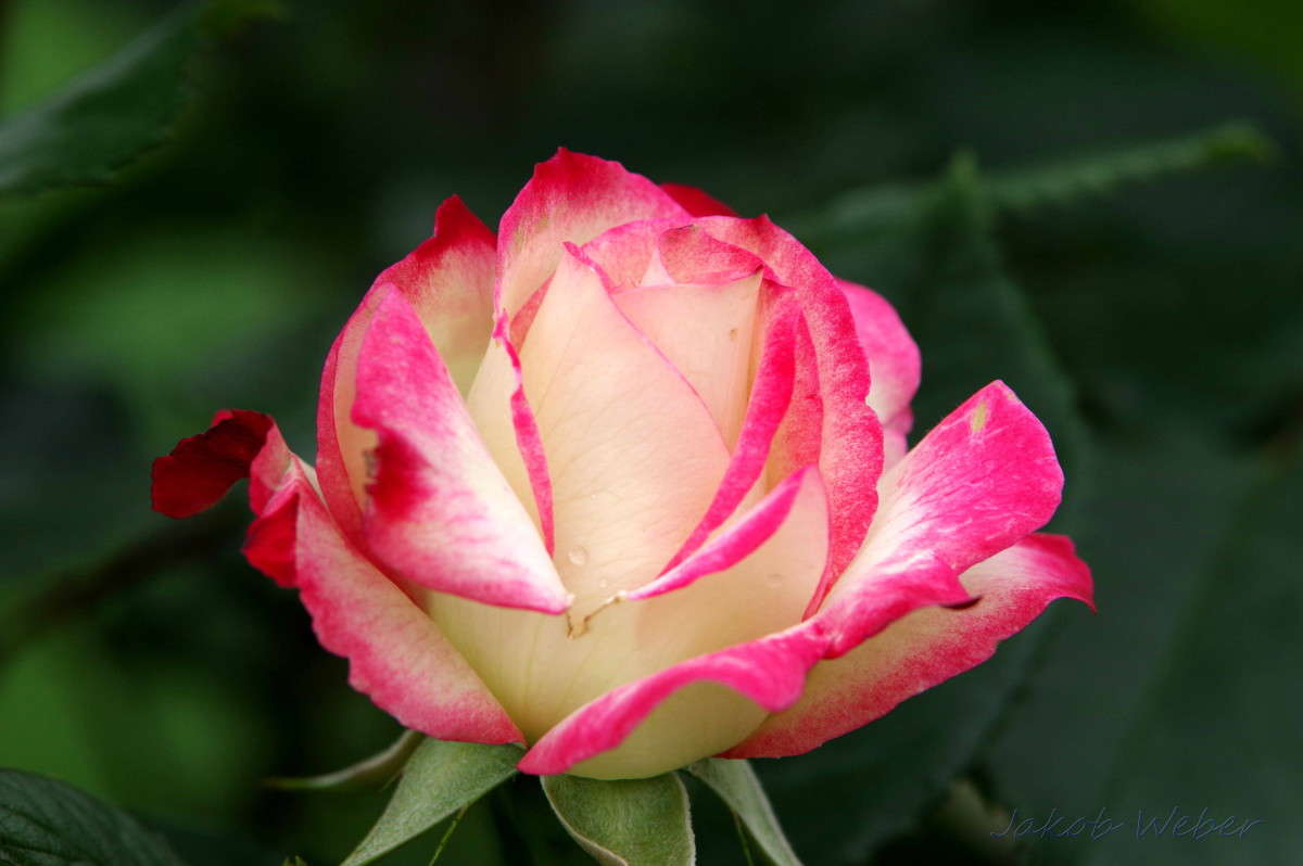 ���� ����� ���� ����� �� PhotoGeek.ru #������ ��� ������� #����� �������������� #������