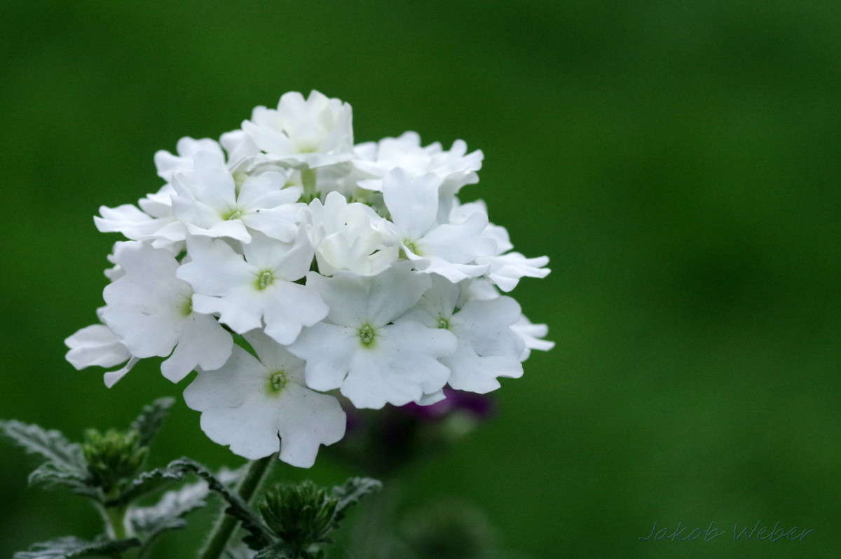 Verbena ����� ���� ����� �� PhotoGeek.ru #����� #������ ��� ������� #�������� ���������� #����� �������������� #������