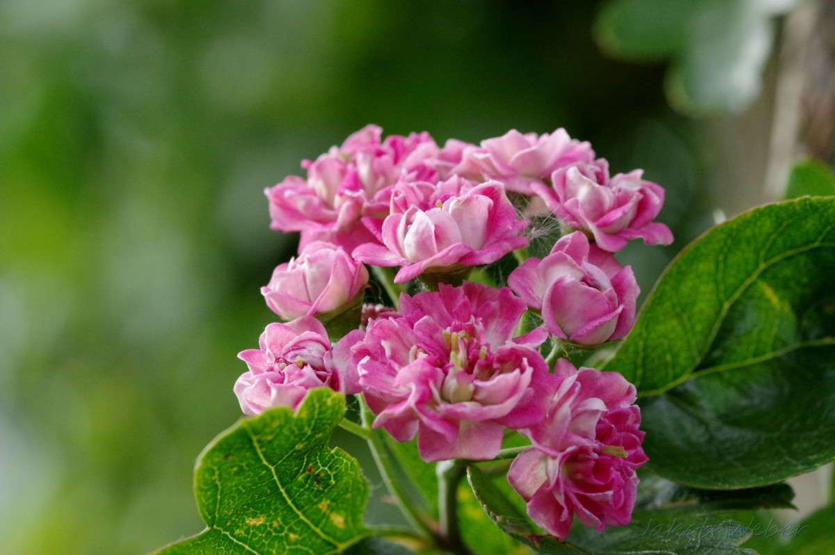 Crataegus ����� ���� ����� �� PhotoGeek.ru #����� #������ ��� ������� #�������� ���������� #����� �������������� #������