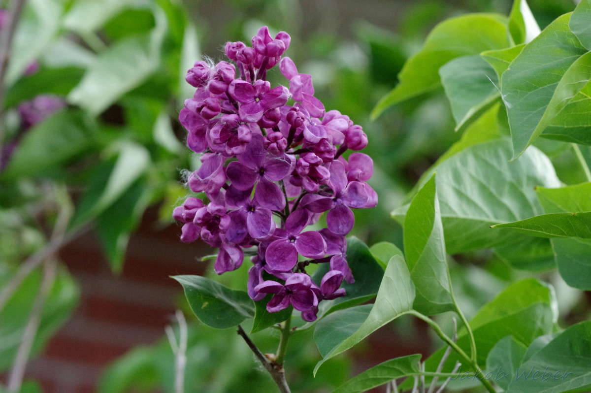 Syringa ����� ���� ����� �� PhotoGeek.ru #������ ��� ������� #�������� ���������� #����� �������������� #������