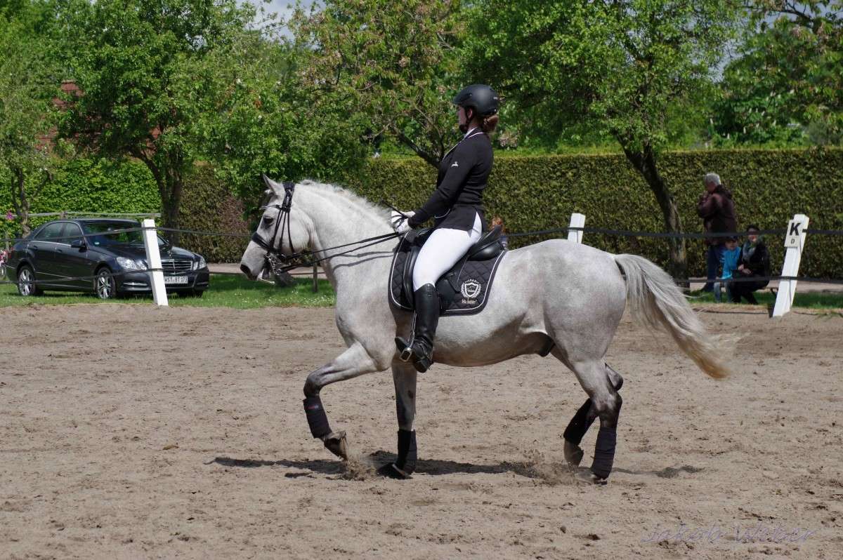 Connemara-Pony ����� ���� ����� �� PhotoGeek.ru #�������� ��� #�������� ���������� #�������� ��� #���������������