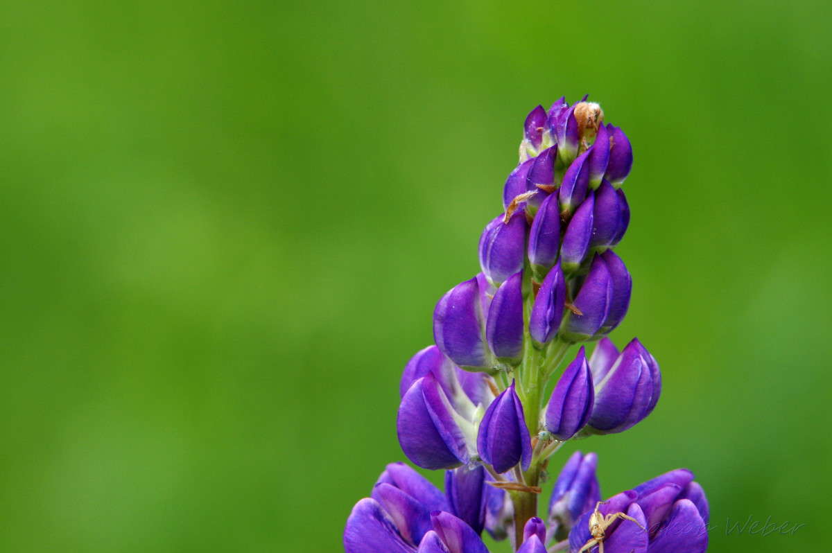 ����� ����� ���� ����� �� PhotoGeek.ru #����� #������ ��� ������� #����� �������������� #������