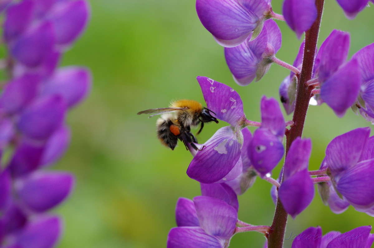 �������� ����� ���� ����� �� PhotoGeek.ru