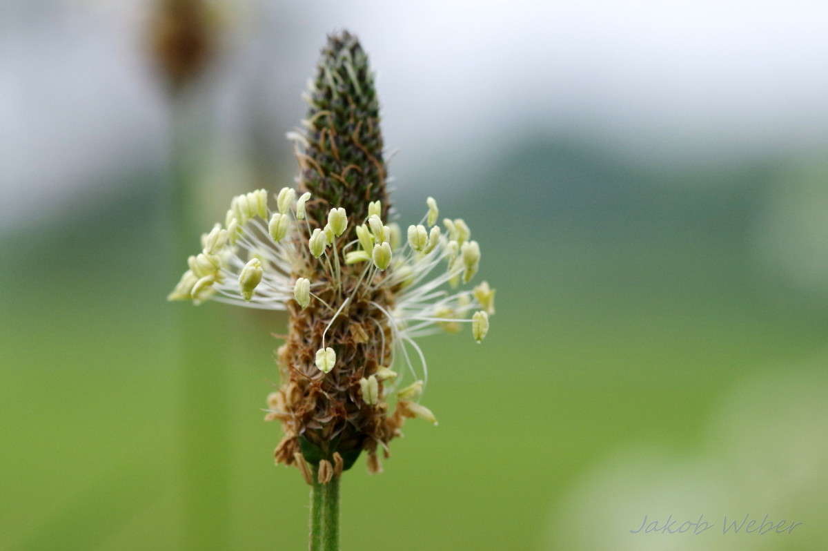 Plantago lanceolata ����� ���� ����� �� PhotoGeek.ru #����� #������ ��� ������� #����� �������������� #������