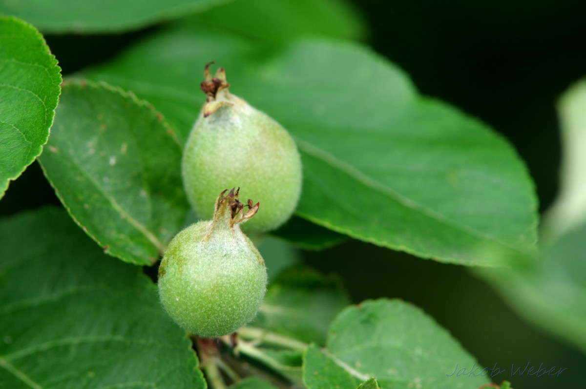 M�lus ����� ���� ����� �� PhotoGeek.ru #������ ��� ������� #�������� ���������� #����� ��������������