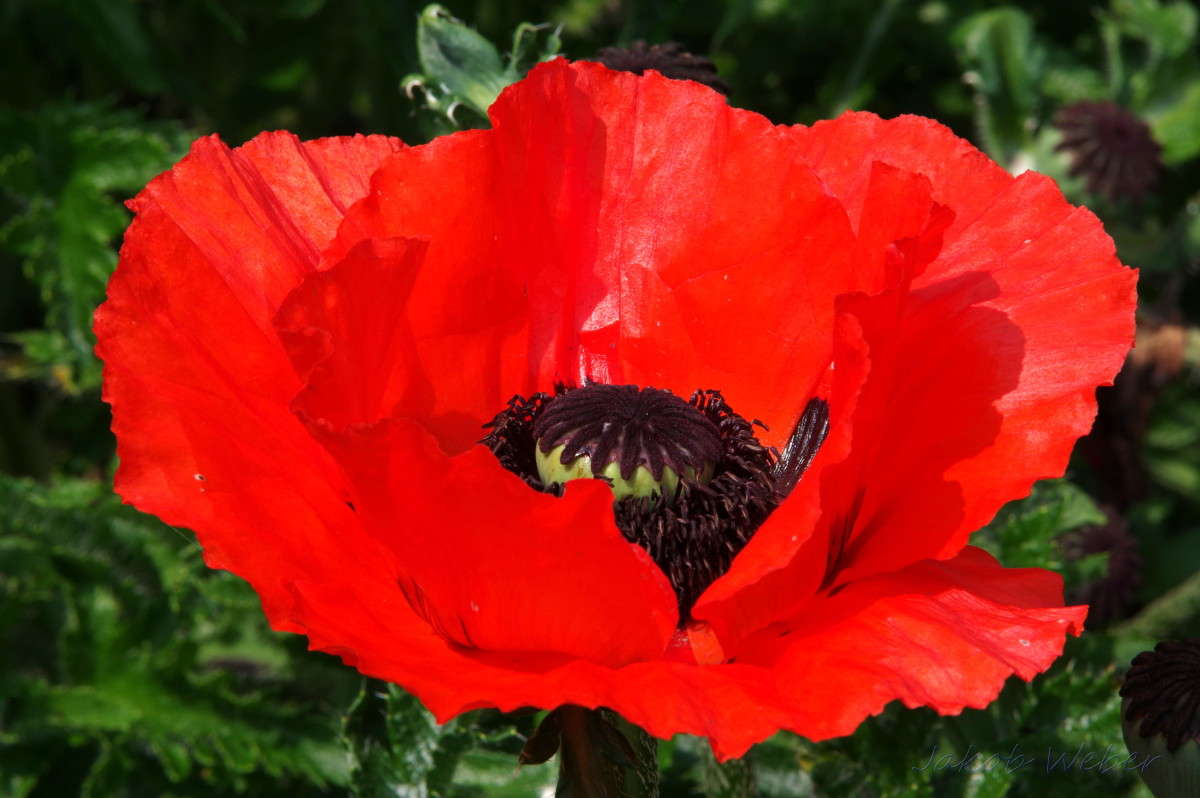 Papaver ����� ���� ����� �� PhotoGeek.ru #������ ��� ������� #�������� ���������� #����� ��������������