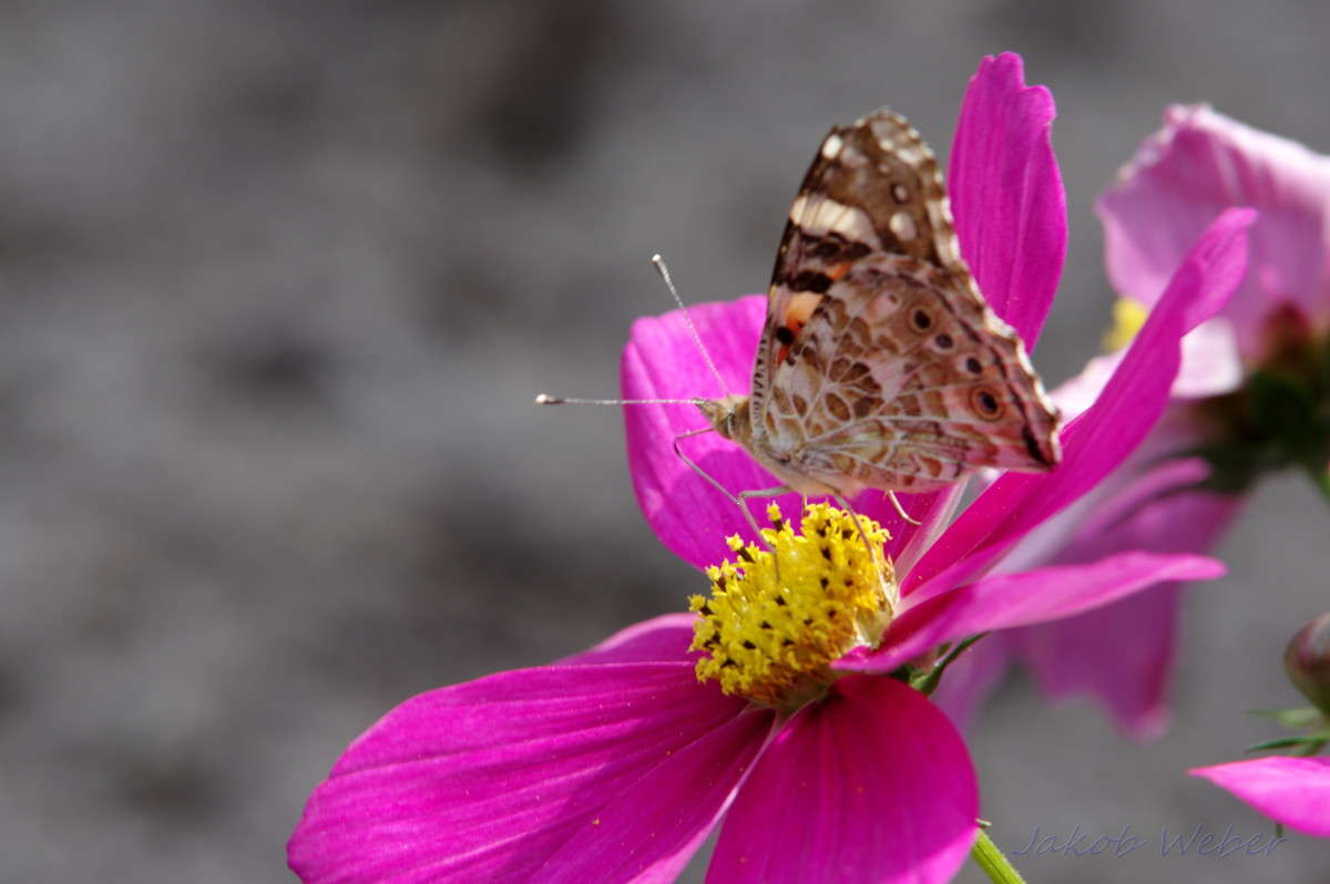 Vanessa cardui ����� ���� ����� �� PhotoGeek.ru #����� #�������� ��� #������ ��� ������� #�������� ���������� #����� ��� ��� ��������� #����� �������������� #���������