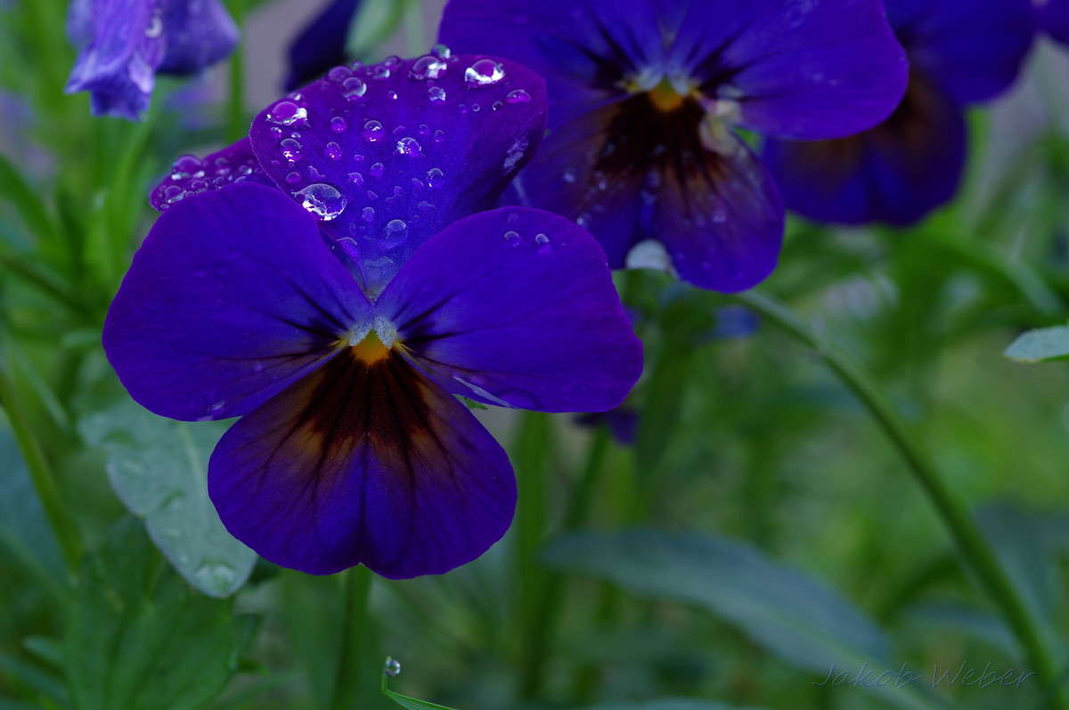 Viola tricolor ����� ���� ����� �� PhotoGeek.ru #����� #������ ��� ������� #�������� ���������� #����� �������������� #������