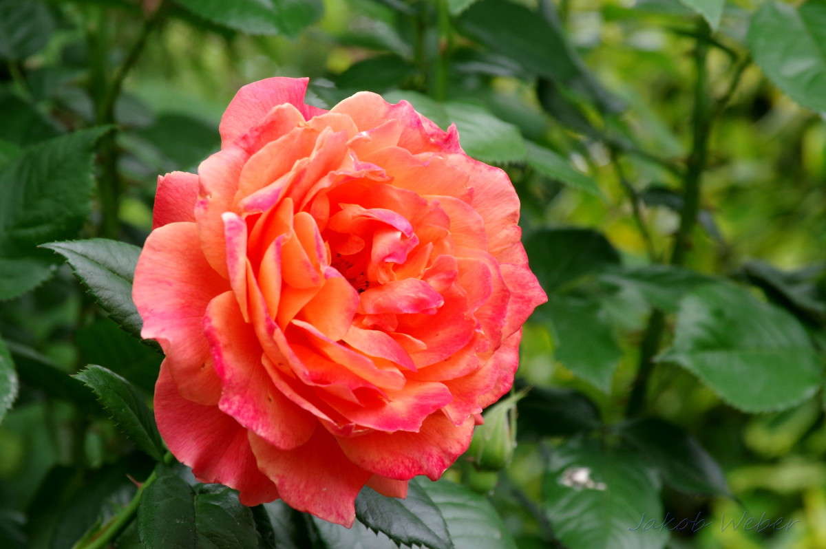 ����� ����� ���� ����� �� PhotoGeek.ru