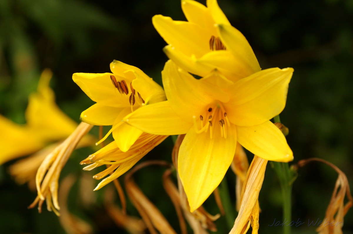 Ƹ���� �����. ����� ���� ����� �� PhotoGeek.ru