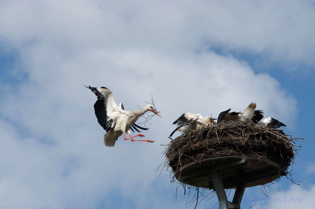 ���� �� ������ 4 ����� ���� ����� �� PhotoGeek.ru #�������� ��� #������ ��� ������� #����� ��� ��� ��������� #������