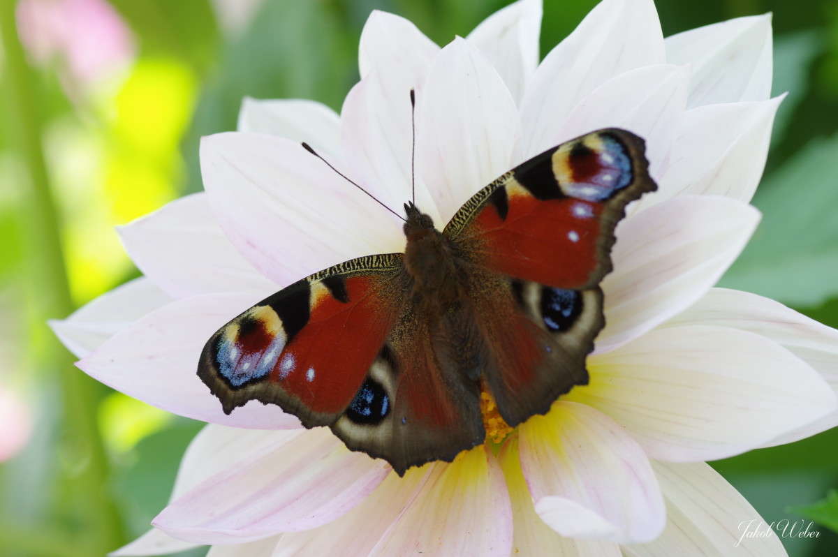 �������� ���� ����� ���� ����� �� PhotoGeek.ru #����� #������ ��� ������� #�������� ���������� #����� �������������� #��������� #������