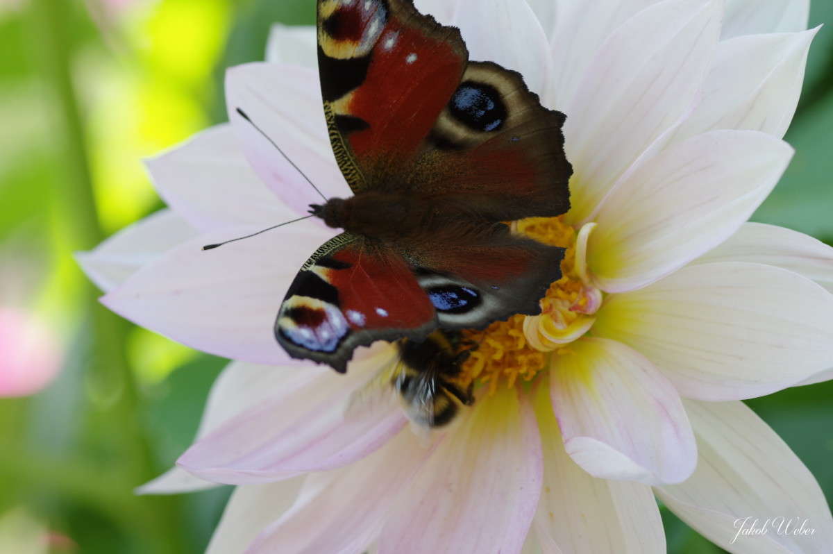 ������ ����� ���� ����� �� PhotoGeek.ru #����� #�������� ��� #�������� ���������� #����� �������������� #���������