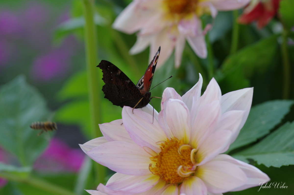 �������� ���� ����� ���� ����� �� PhotoGeek.ru #����� #�������� ��� #����� �������������� #���������