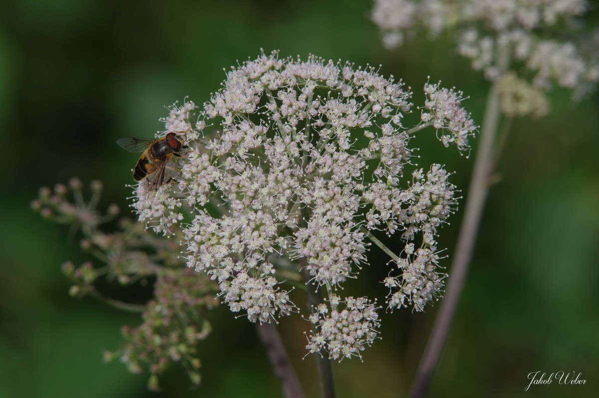 �������� ����� ���� ����� �� PhotoGeek.ru #�������� ��� #������ ��� ������� #������