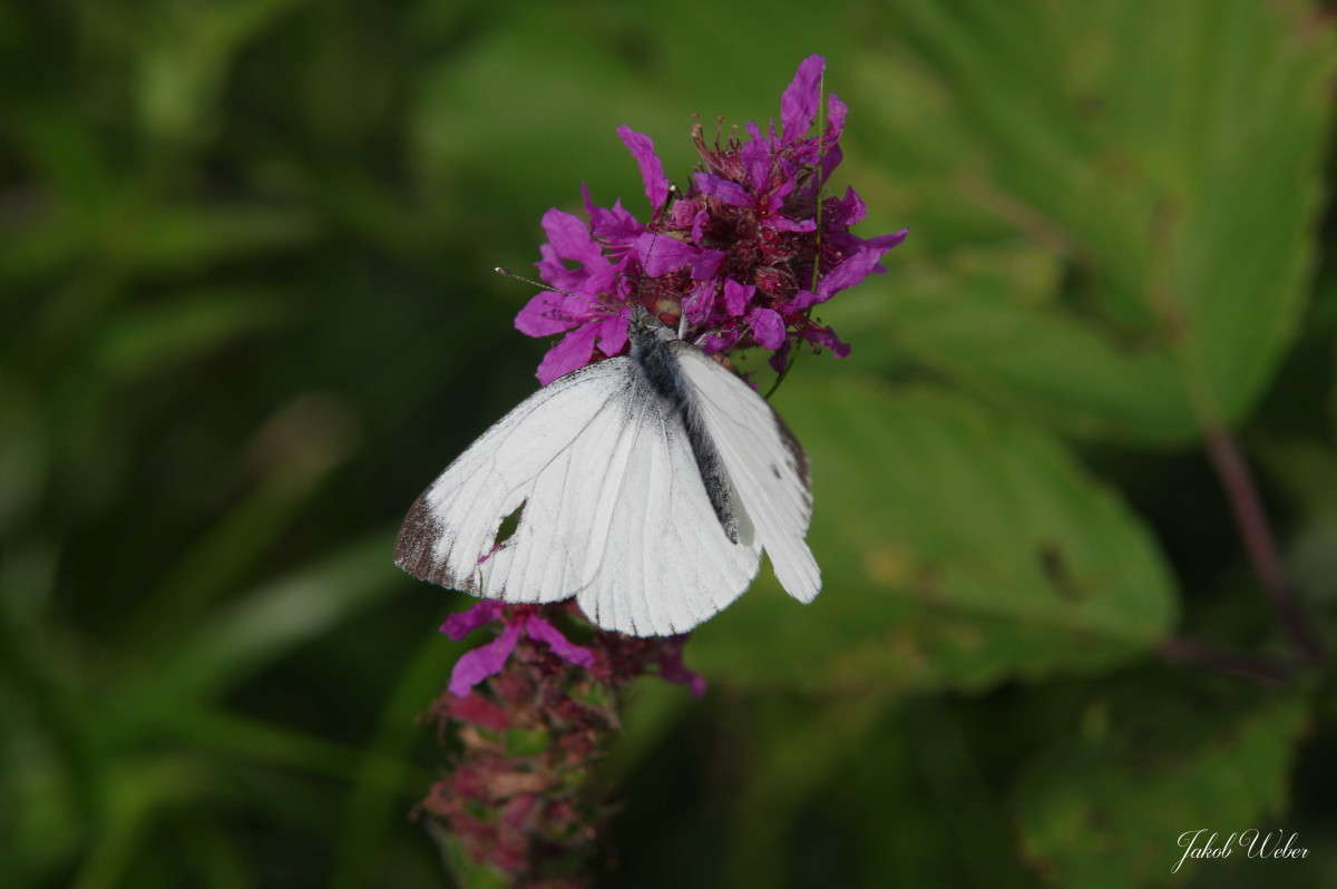 ���������� ����� ���� ����� �� PhotoGeek.ru #�������� ��� #������ ��� ������� #������