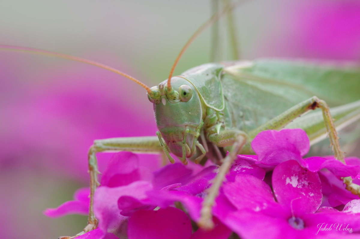 �������� ������ ����� ���� ����� �� PhotoGeek.ru #����� #�������� ��� #���������