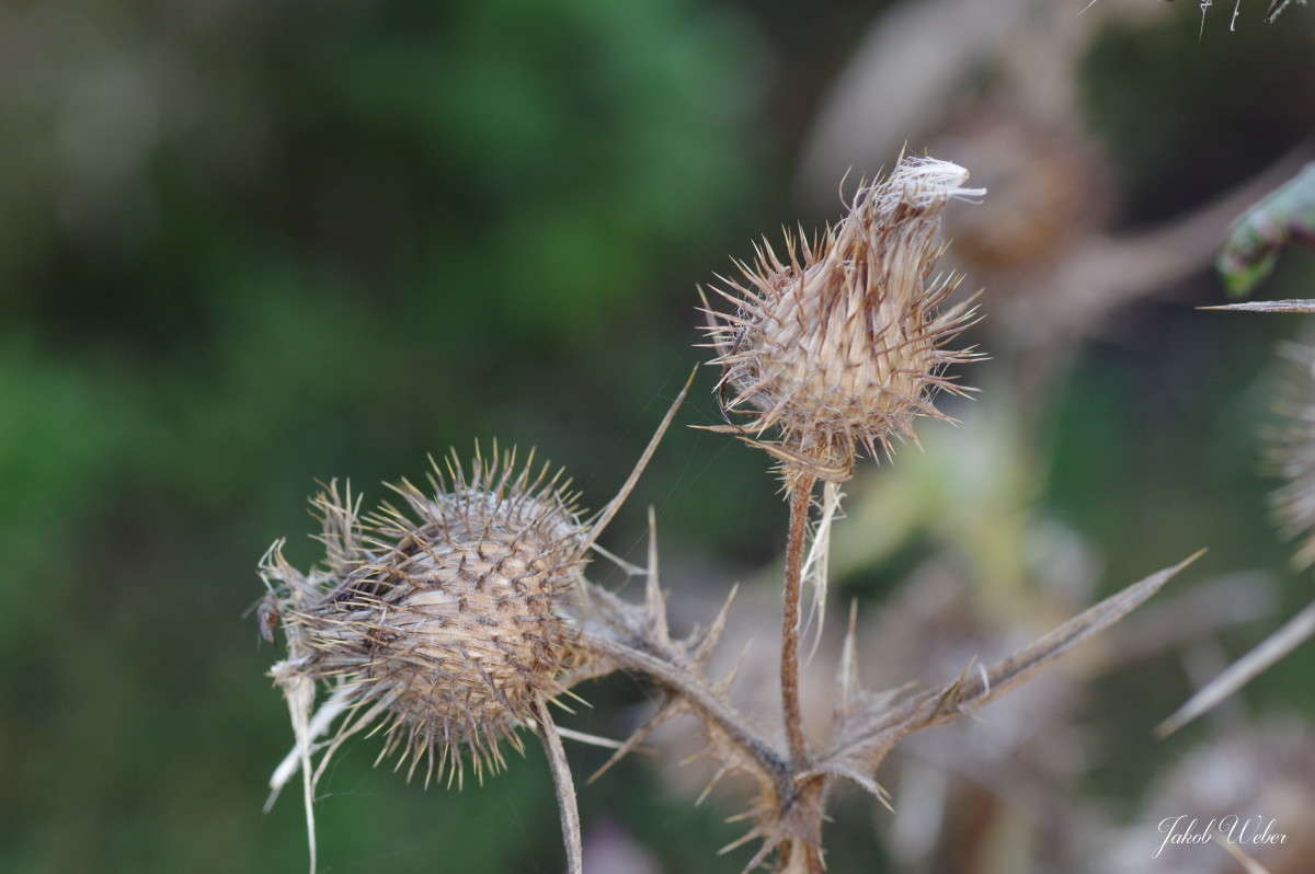 Lopuxovsky ����� ���� ����� �� PhotoGeek.ru #������ ��� ������� #����� �������������� #������