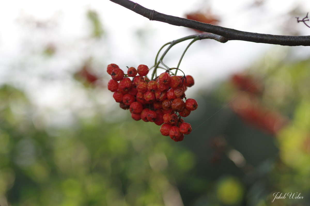 Eberesche ����� ���� ����� �� PhotoGeek.ru #������ ��� ������� #����� �������������� #������