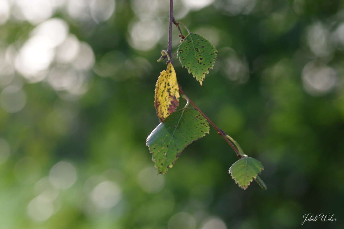 Ƹ������ ����� ���� ����� �� PhotoGeek.ru #������ ��� ������� #����� �������������� #������