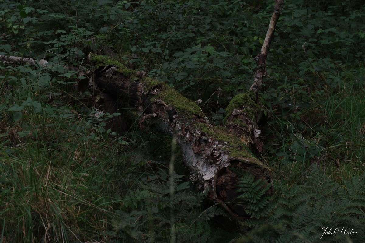 ������ ����� ���� ����� �� PhotoGeek.ru #������ ��� ������� #����� �������������� #������