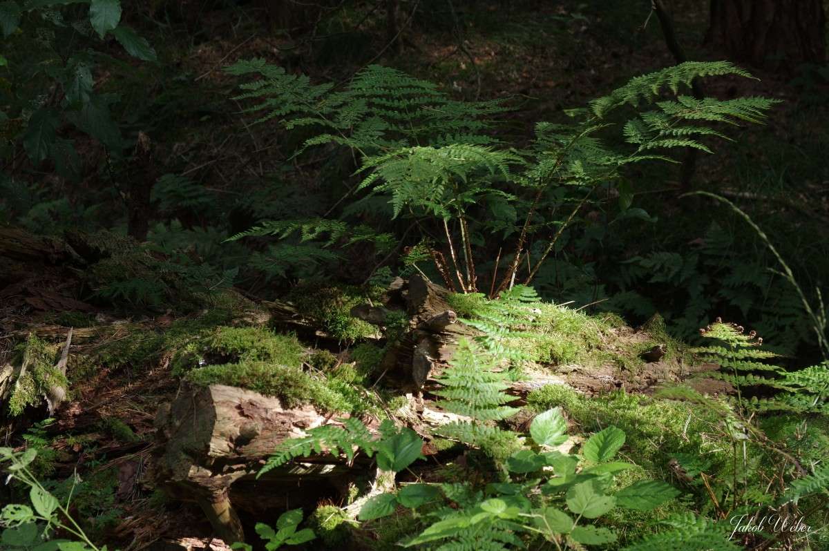 ���������� ����� ���� ����� �� PhotoGeek.ru #������ ��� ������� #����� �������������� #������