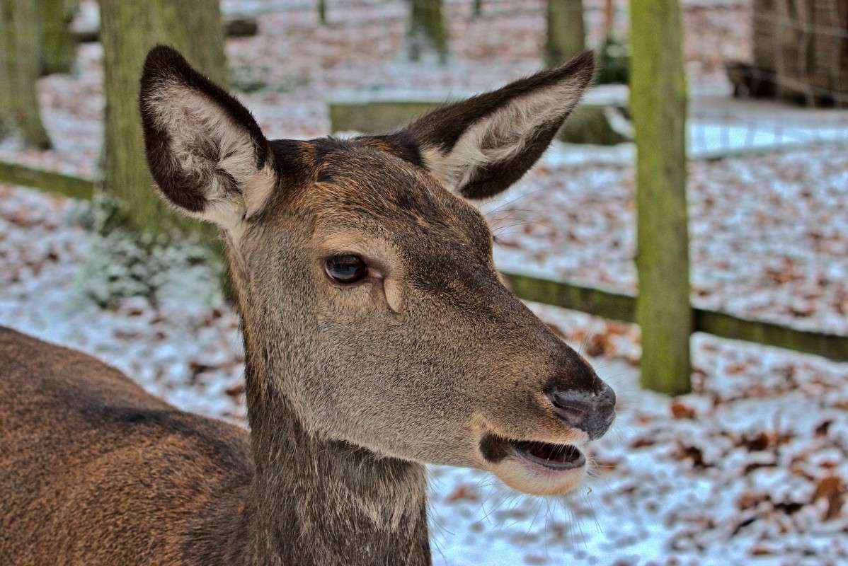 Hirschkuh ����� ���� ����� �� PhotoGeek.ru #�������� ��� #������ ��� ������� #����� ��� ��� ��������� #������