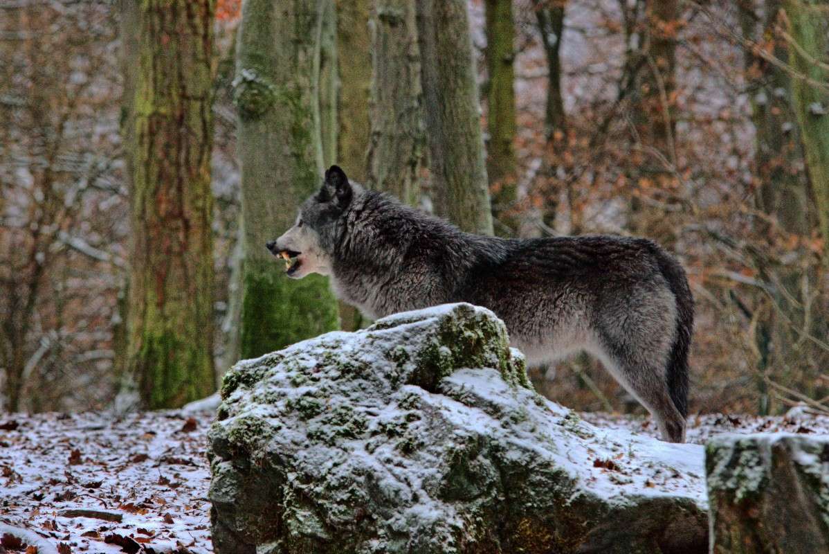 Wolf fletschte die Zaehne     PhotoGeek.ru #  #   #    #