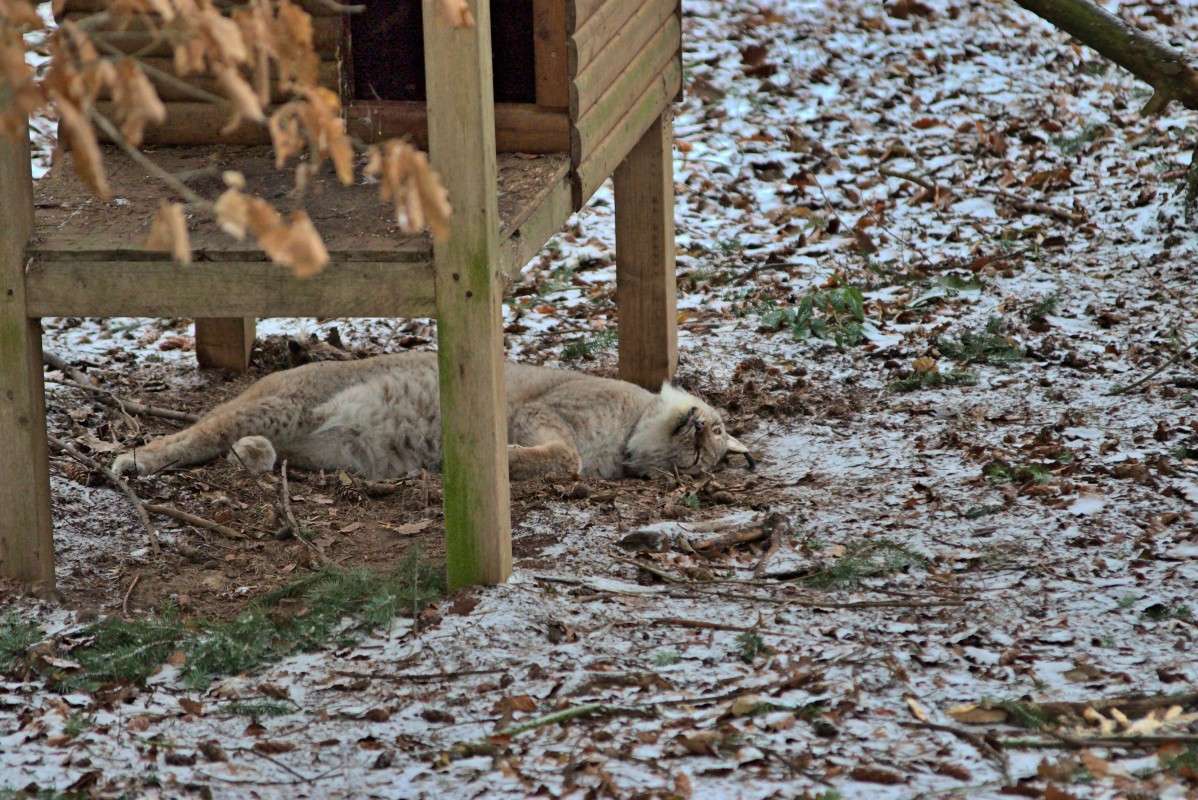Luchs ����� ���� ����� �� PhotoGeek.ru #�������� ��� #������ ��� ������� #�������� ���������� #����� ��� ��� ��������� #������