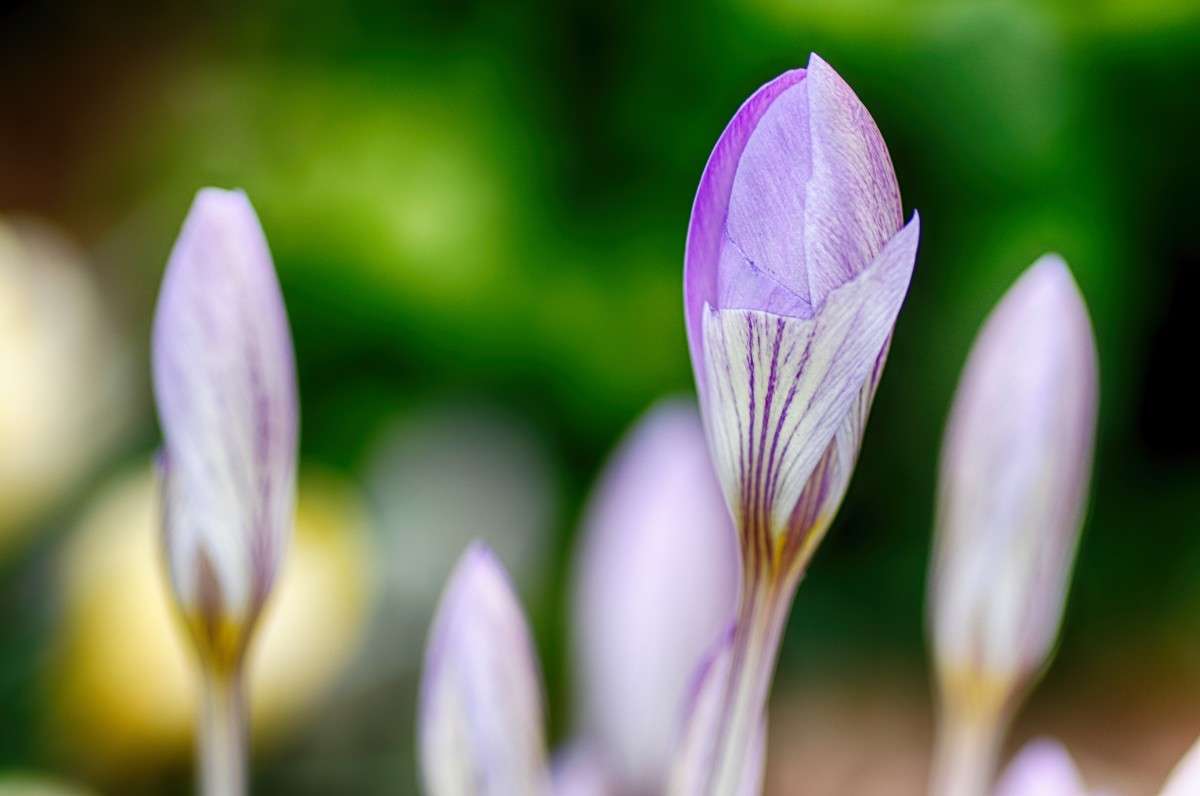 Krokus ����� ���� ����� �� PhotoGeek.ru #������ ��� ������� #�������� ���������� #����� �������������� #������