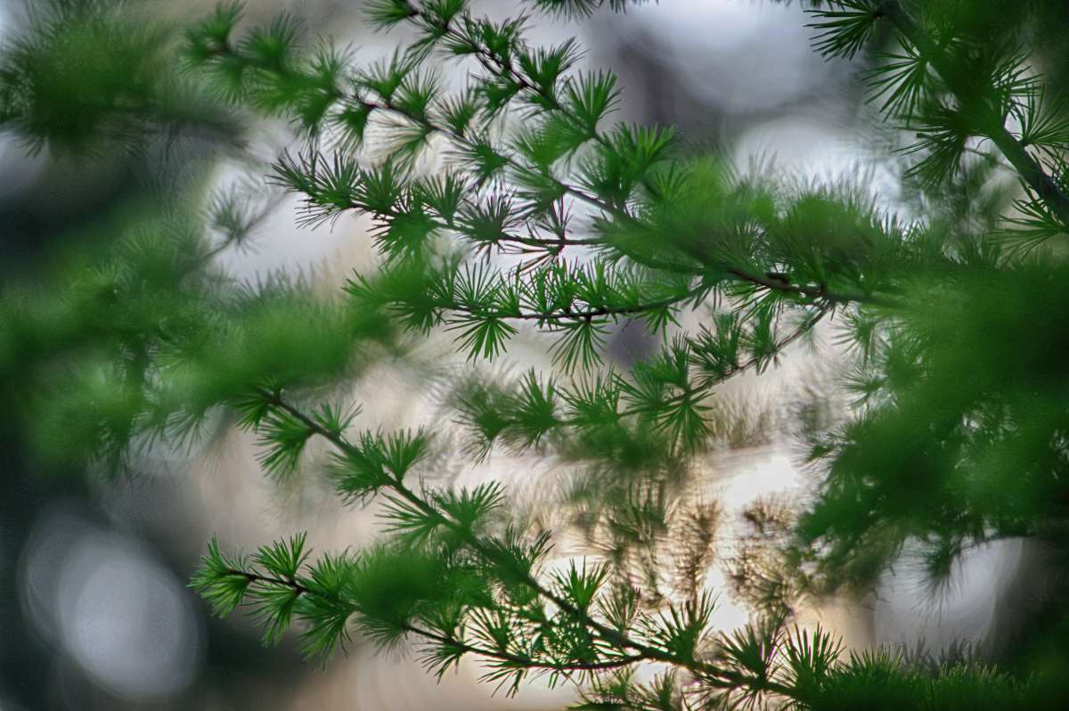 Larix ����� ���� ����� �� PhotoGeek.ru #������ ��� ������� #����� �������������� #������