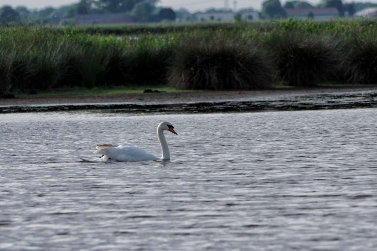 ������. Schwan. ����� ���� ����� �� PhotoGeek.ru #�������� ��� #������ ��� ������� #�������� ���������� #����� ��� ��� ��������� #������
