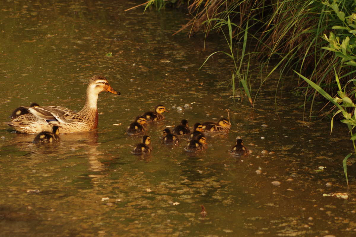Enten Famely ����� ���� ����� �� PhotoGeek.ru #�������� ��� #������ ��� ������� #������