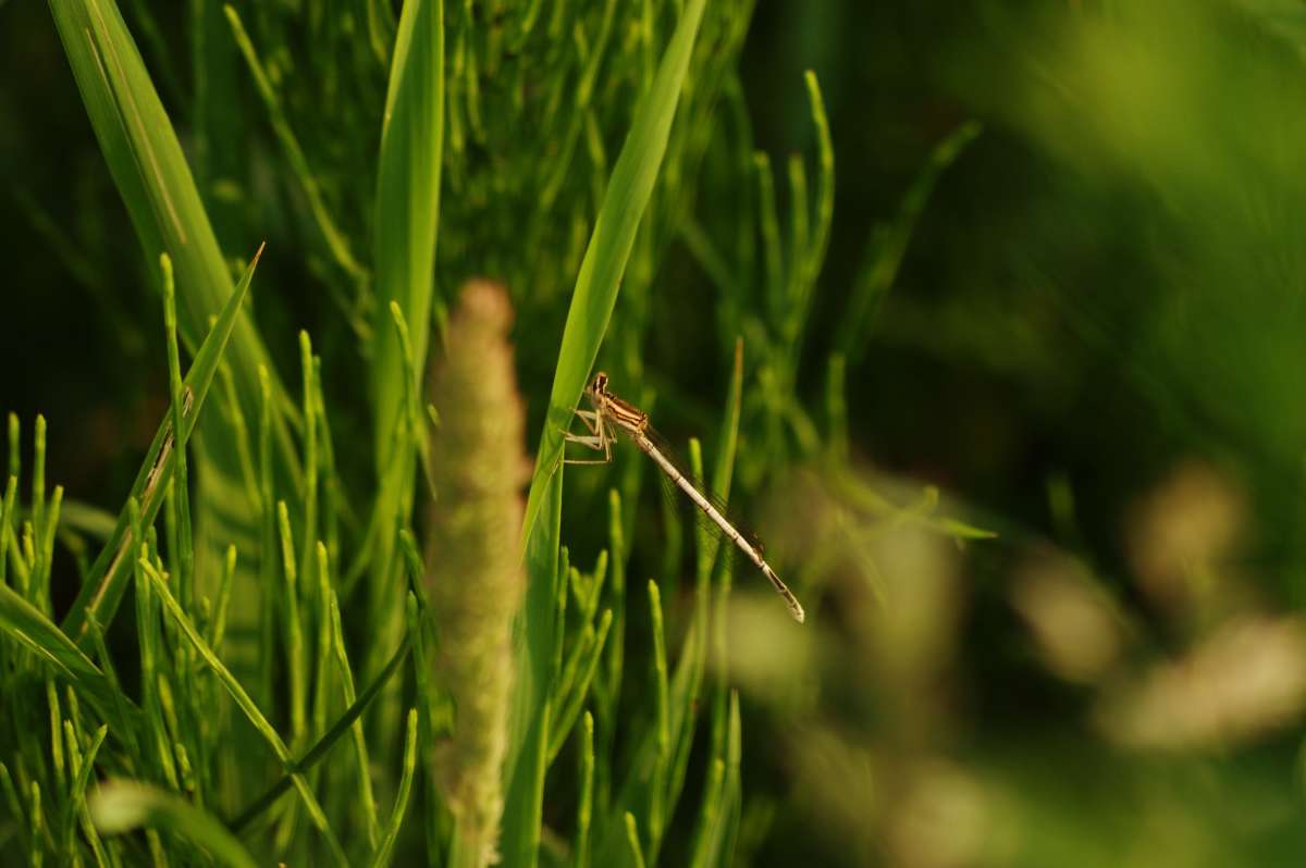 Odonata ����� ���� ����� �� PhotoGeek.ru #�������� ��� #������ ��� ������� #����� ��� ��� ��������� #������