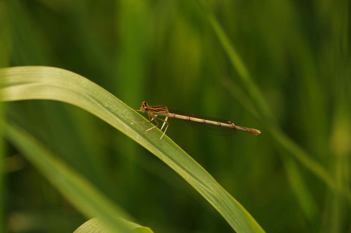 Libelle ����� ���� ����� �� PhotoGeek.ru #�������� ��� #������ ��� ������� #����� ��� ��� ���������