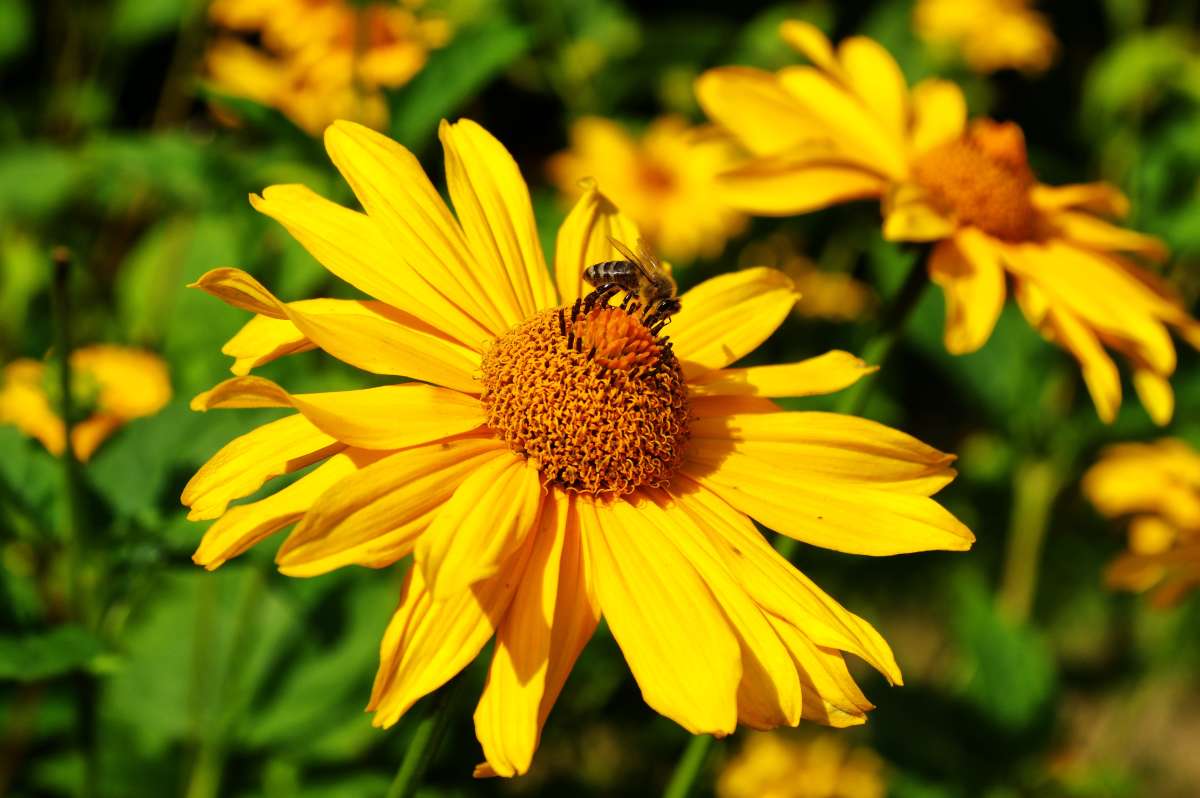 Bienchen ����� ���� ����� �� PhotoGeek.ru #�������� ��� #������ ��� ������� #����� �������������� #������ #����� ��������