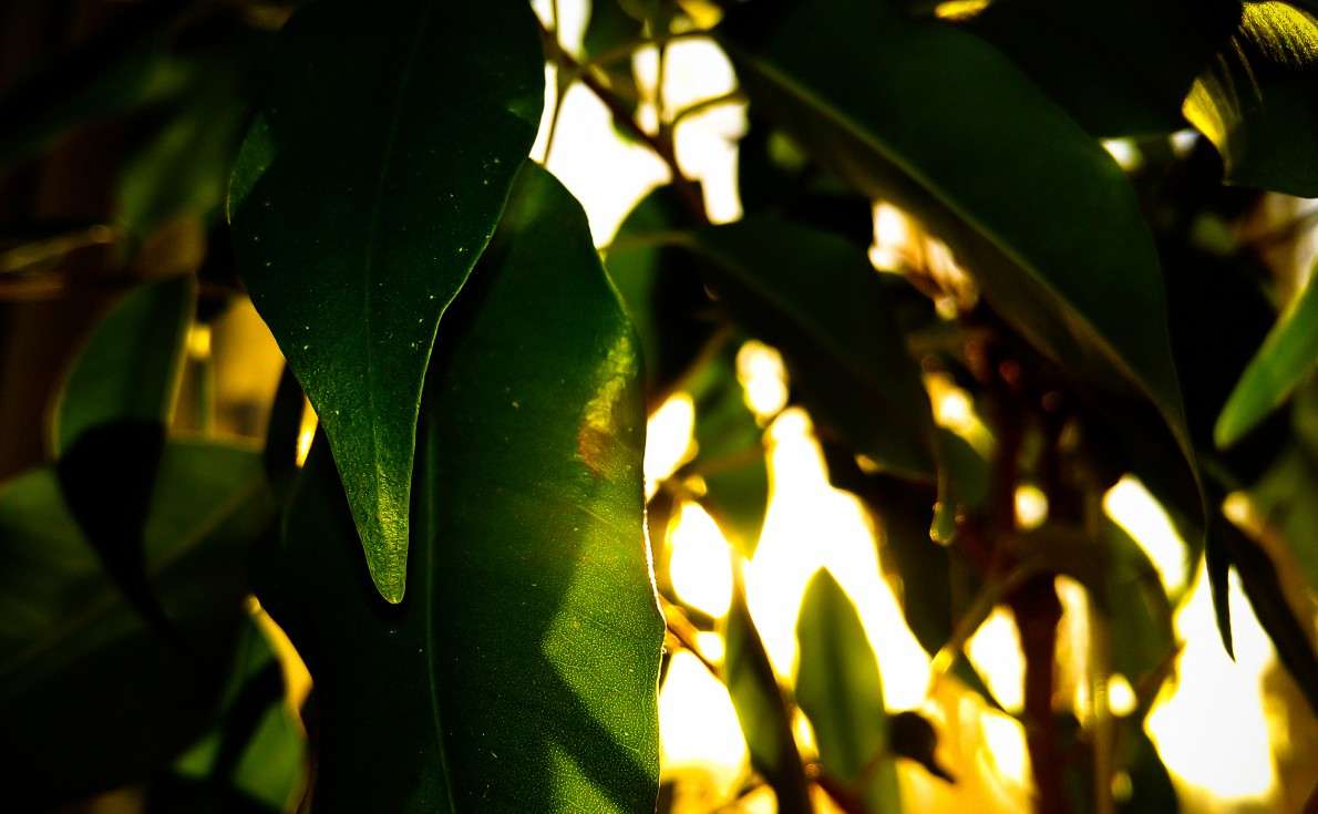 ��� Ficus benjamina, ���� ����� ZOMBIE JON �� PhotoGeek.ru #������ ��� ������� #����� ��������������