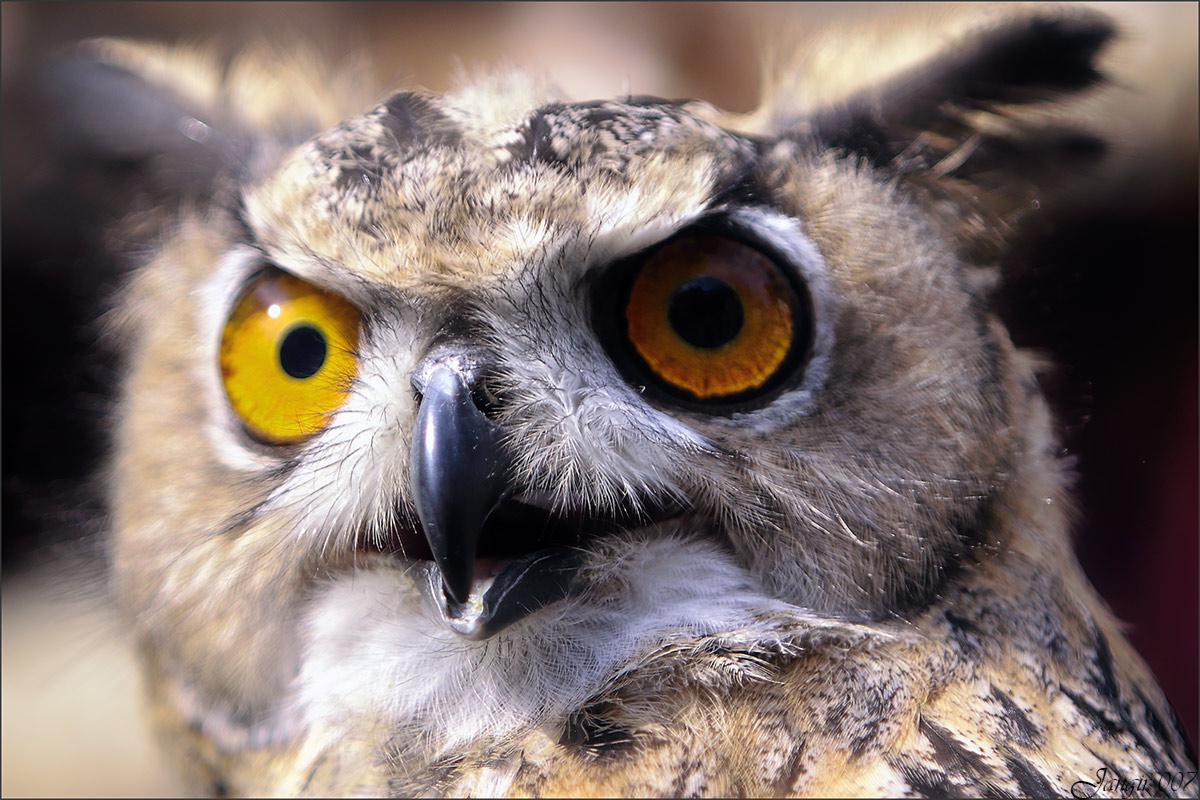 ���������� ����� ����� ����� ������� �� PhotoGeek.ru #�������� ���