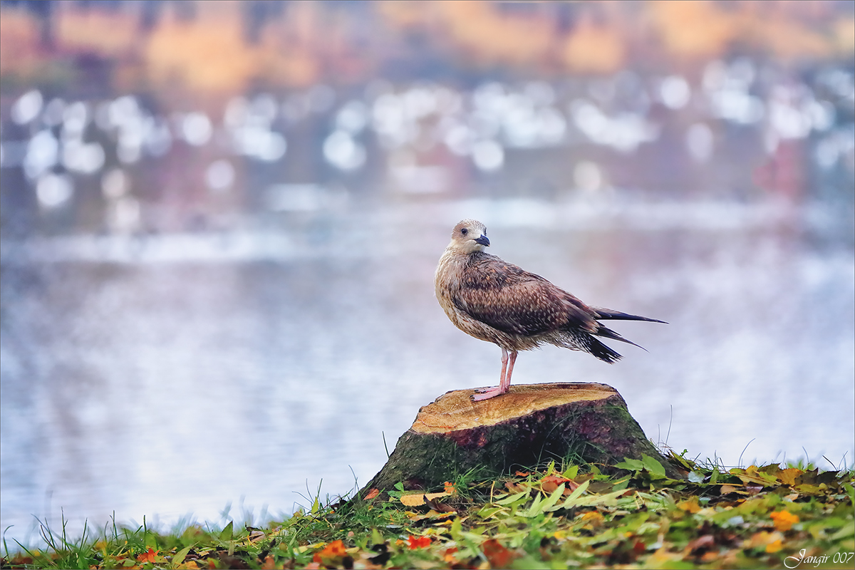 �� ������� ... ����� ����� ������� �� PhotoGeek.ru #�������� ��� #������ ��� �������