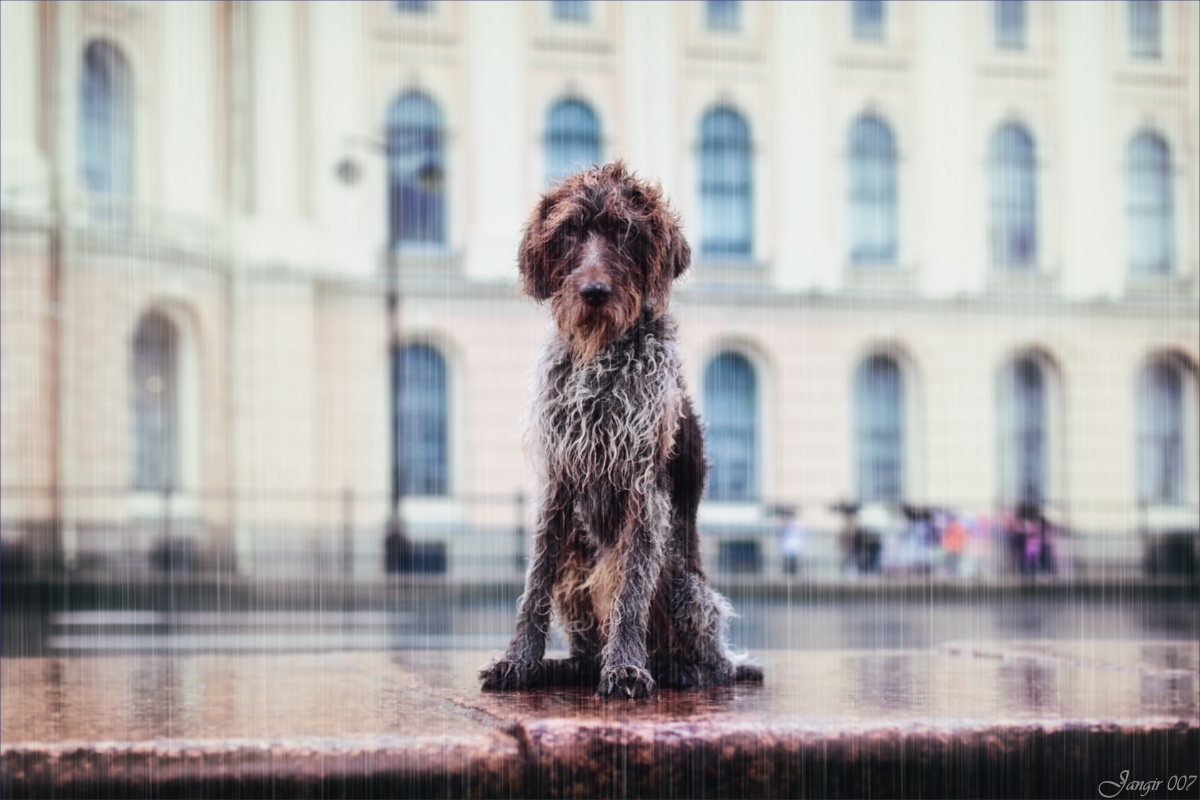 Мокрый пёс Жанька автор Игорь Майоров на PhotoGeek.ru #Животный мир