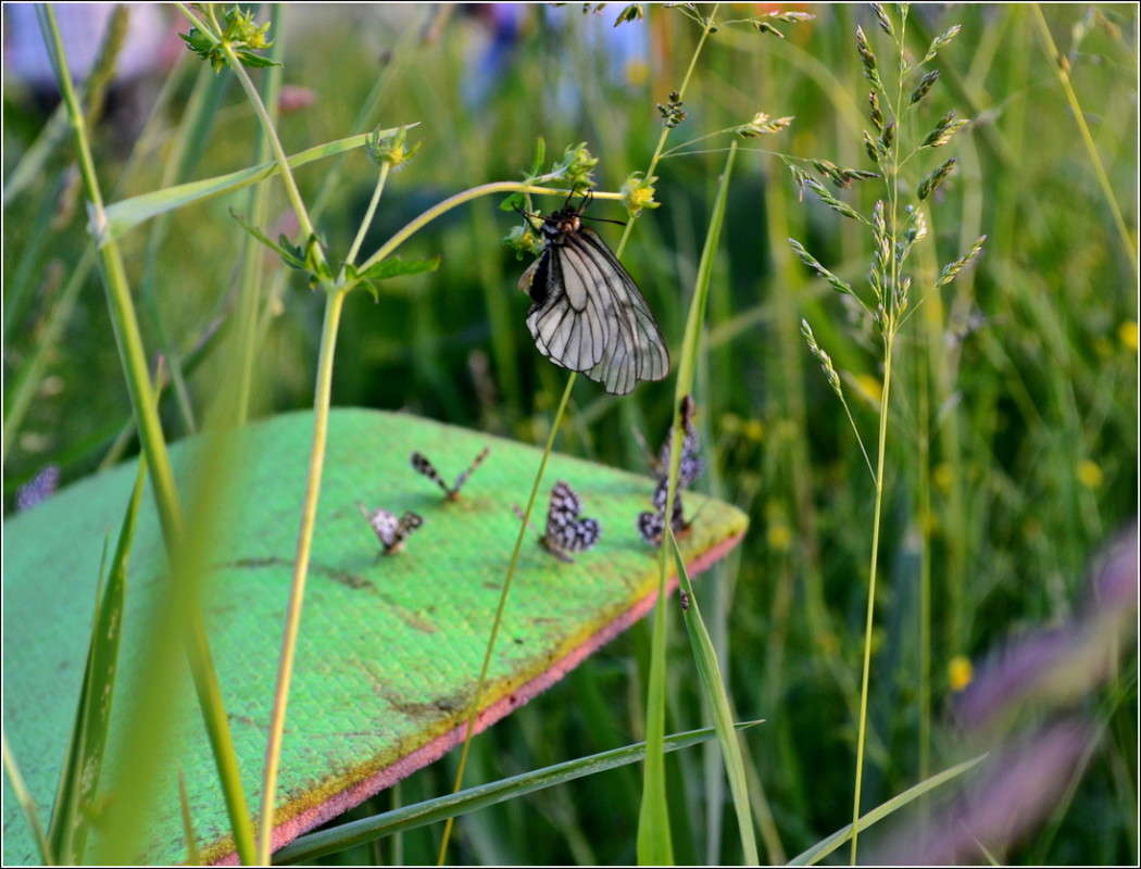 ... ����� J.G.Ch.  �� PhotoGeek.ru #�����