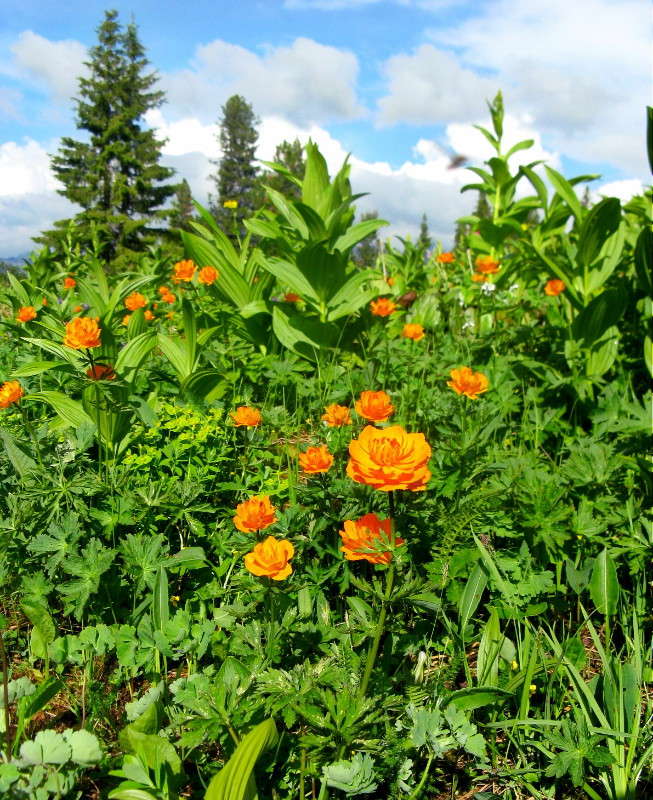 ... ����� J.G.Ch.  �� PhotoGeek.ru #������ ��� �������